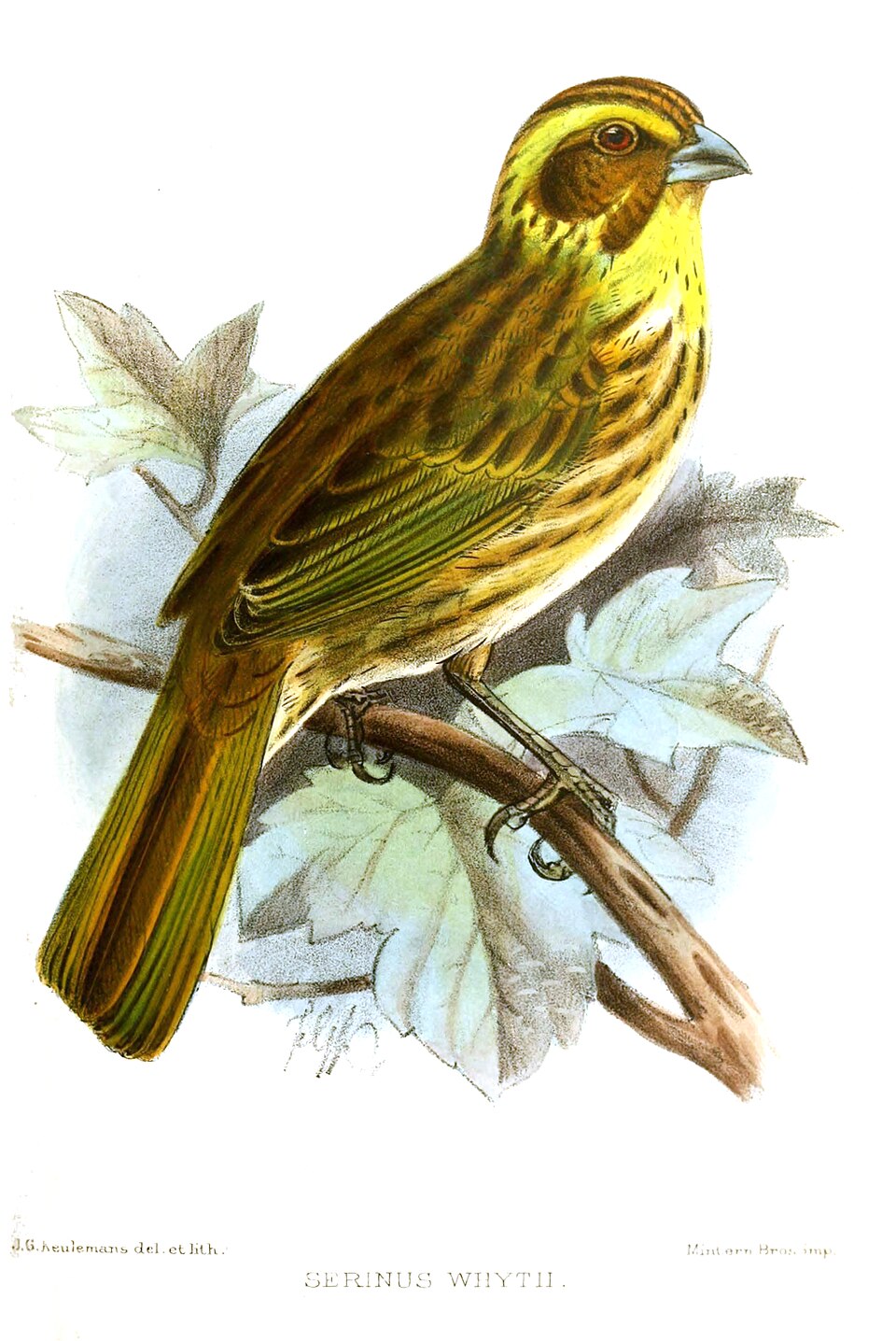 Yellow-browed Seedeater