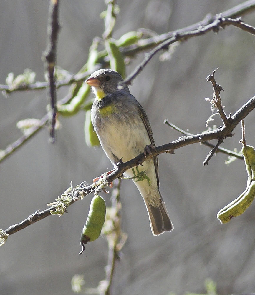 Salvadori's Seedeater
