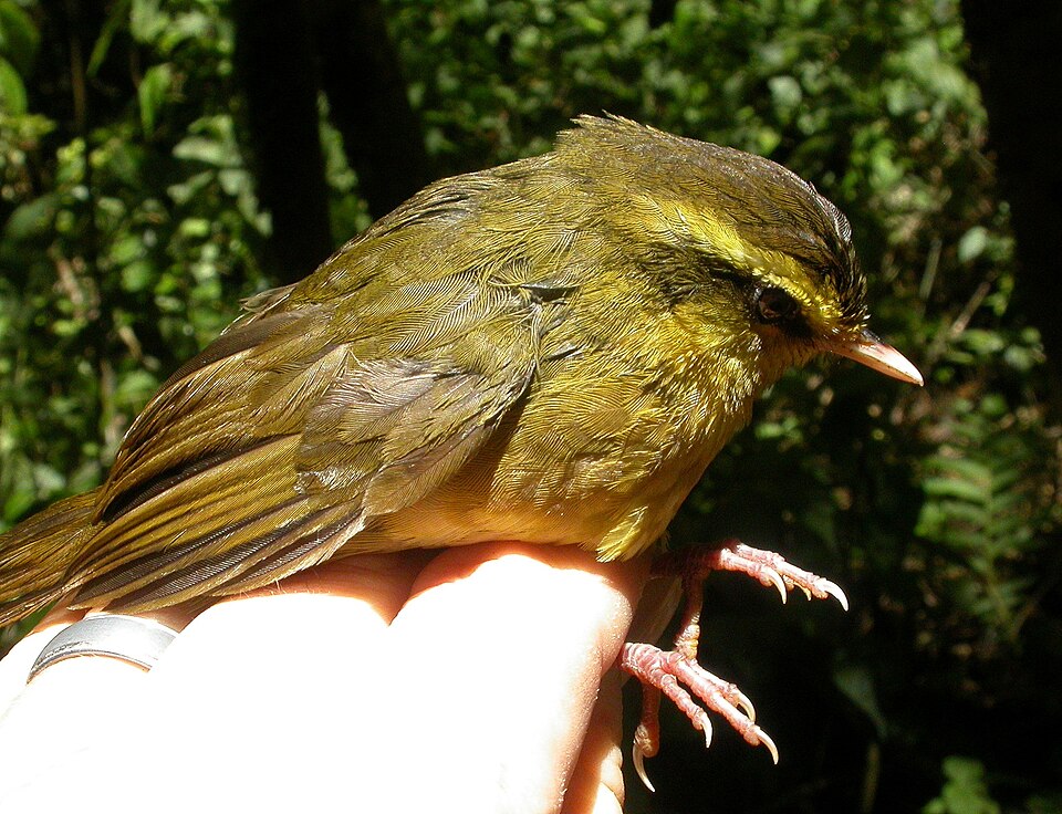 Madagascar Yellowbrow