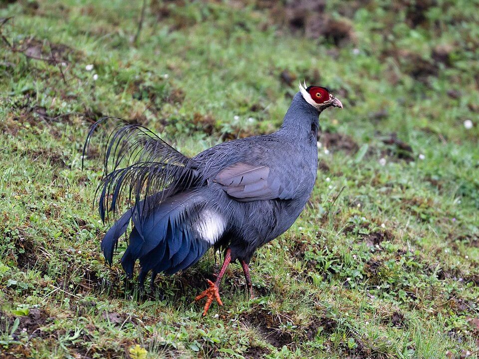 Blue Eared Pheasant