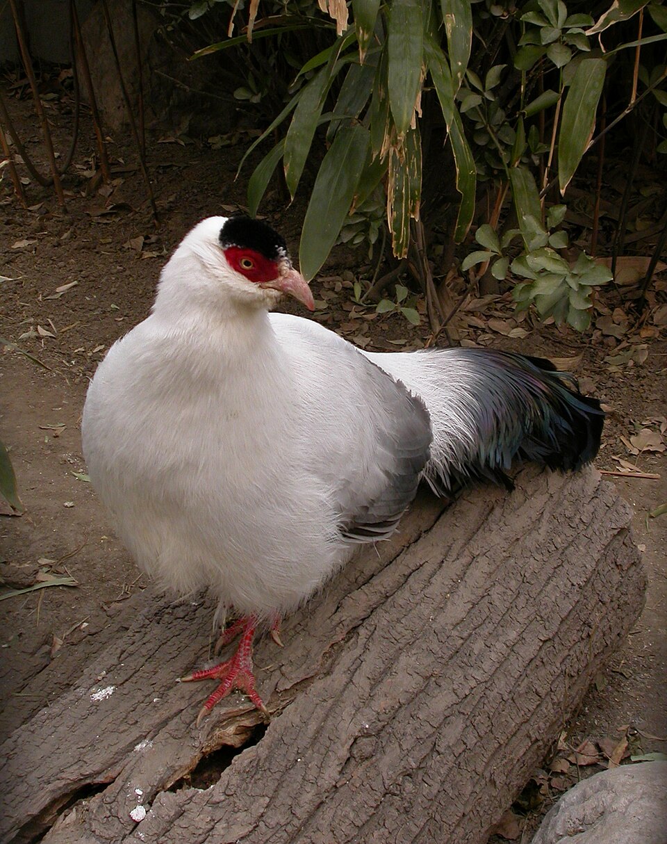 White Eared Pheasant