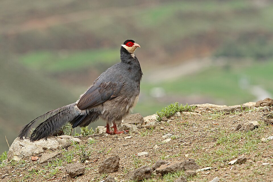 Tibetan Eared Pheasant