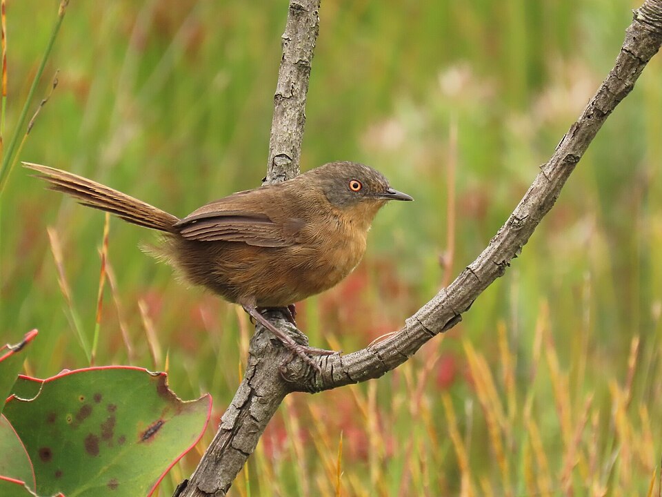 Victorin's Warbler