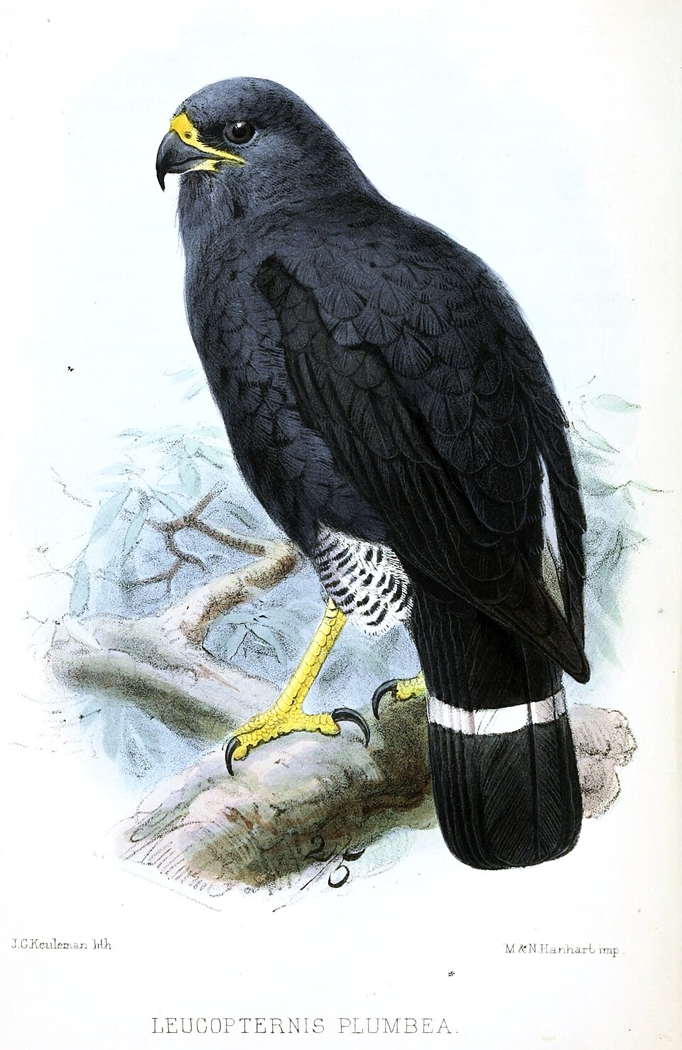 Plumbeous Hawk