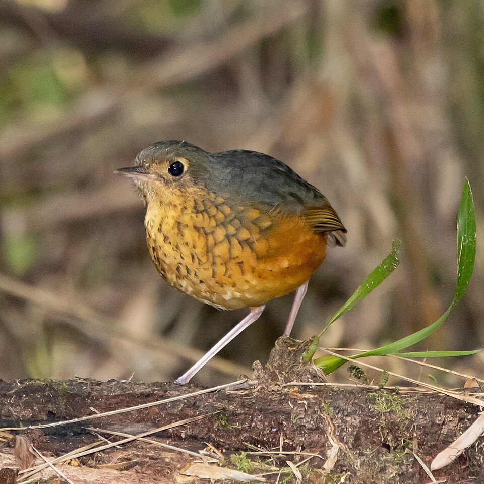 Speckle-breasted Antpitta