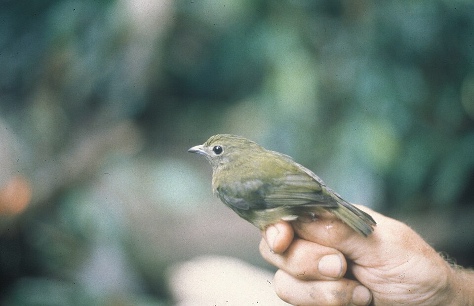 Green Manakin
