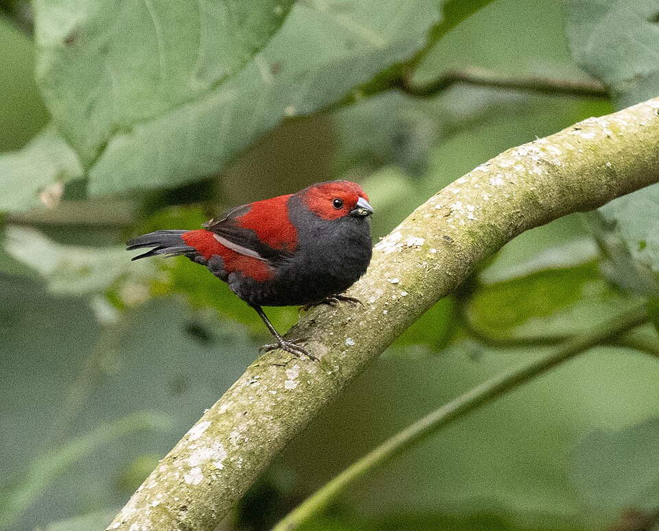 Dusky Crimsonwing