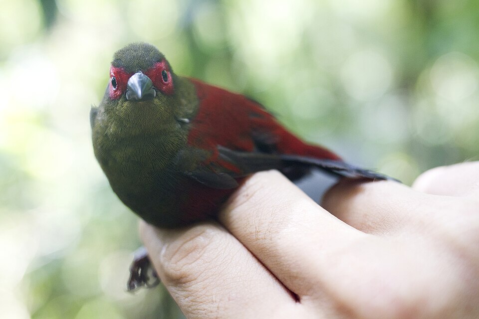 Red-faced Crimsonwing
