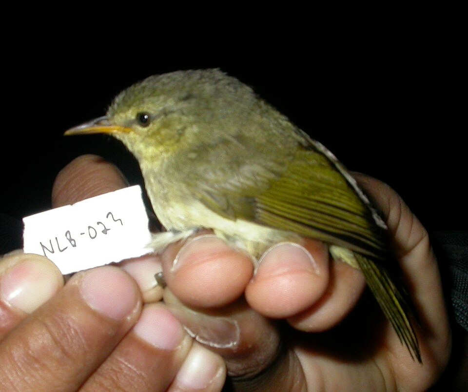 Cryptic Warbler