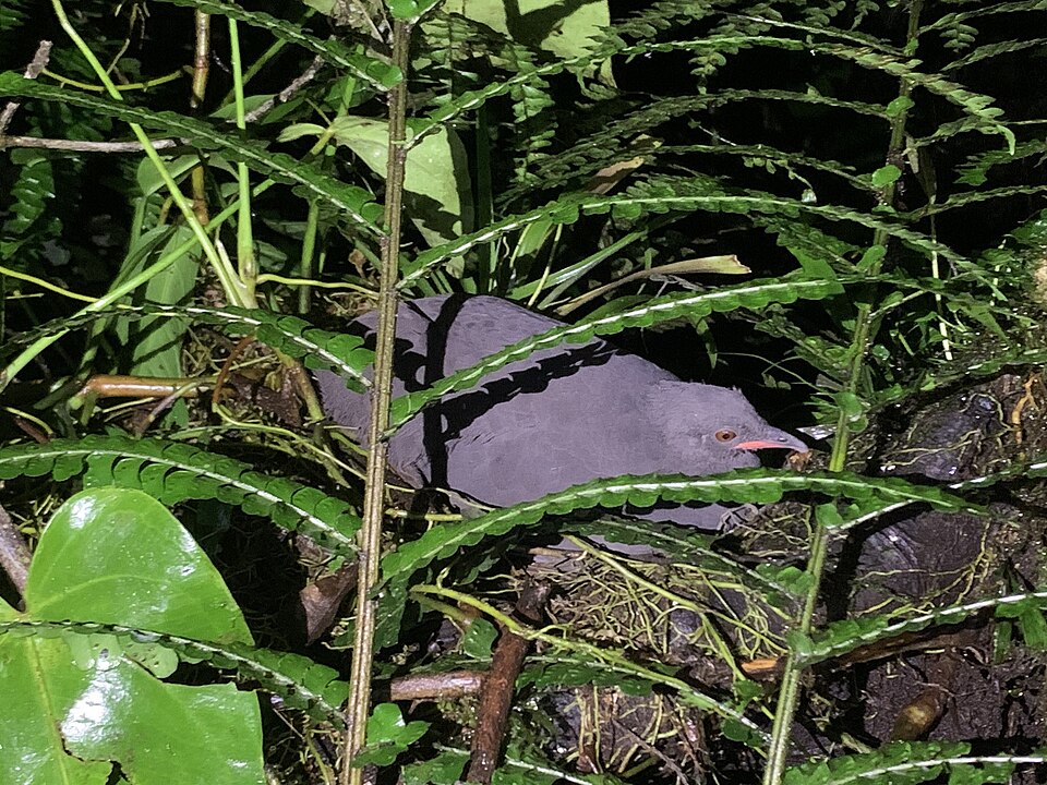 Berlepsch's Tinamou