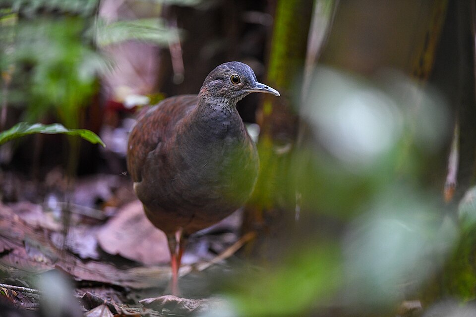 Slaty-breasted Tinamou