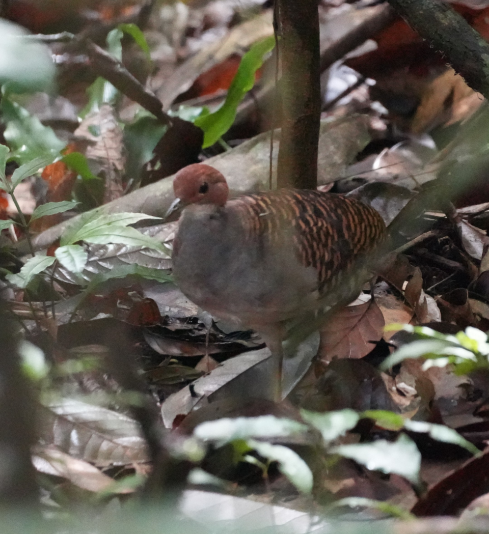 Barred Tinamou