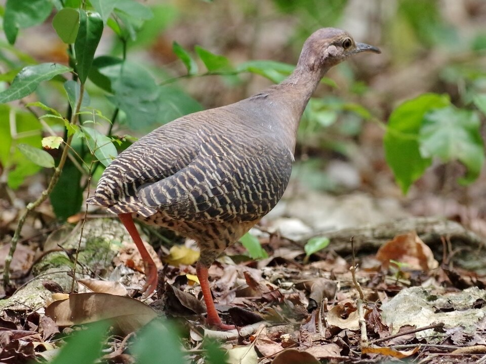 Thicket Tinamou
