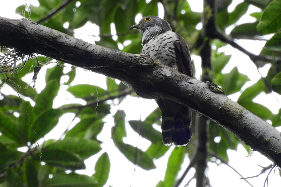 Sulawesi Cuckoo