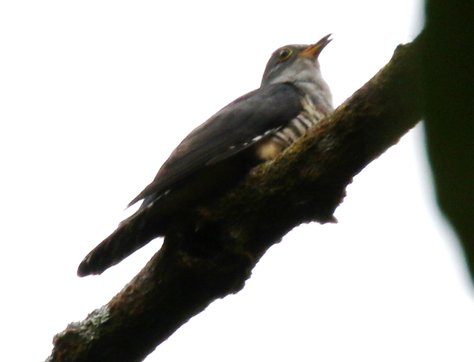 Sunda Cuckoo