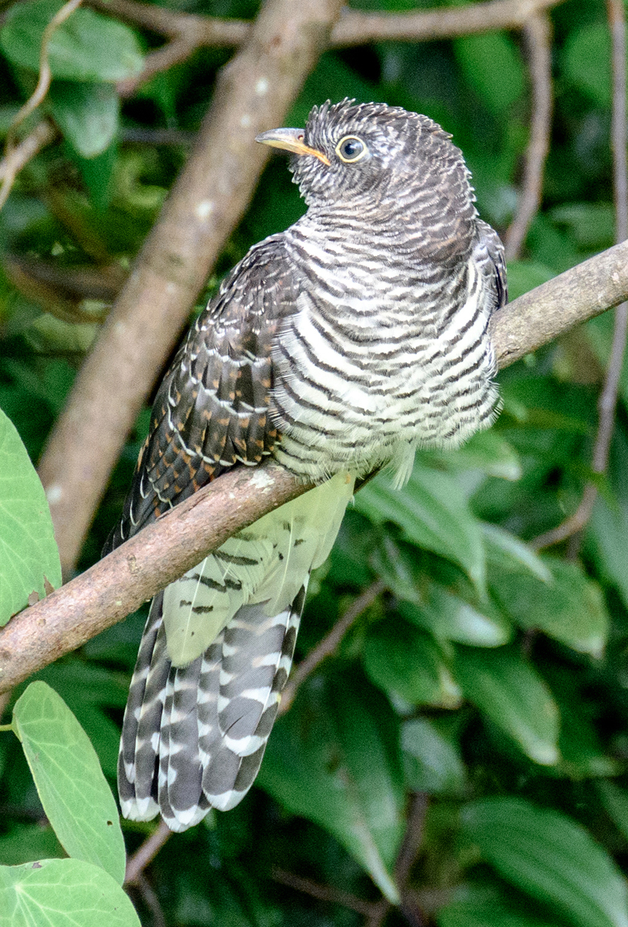 Indian Cuckoo
