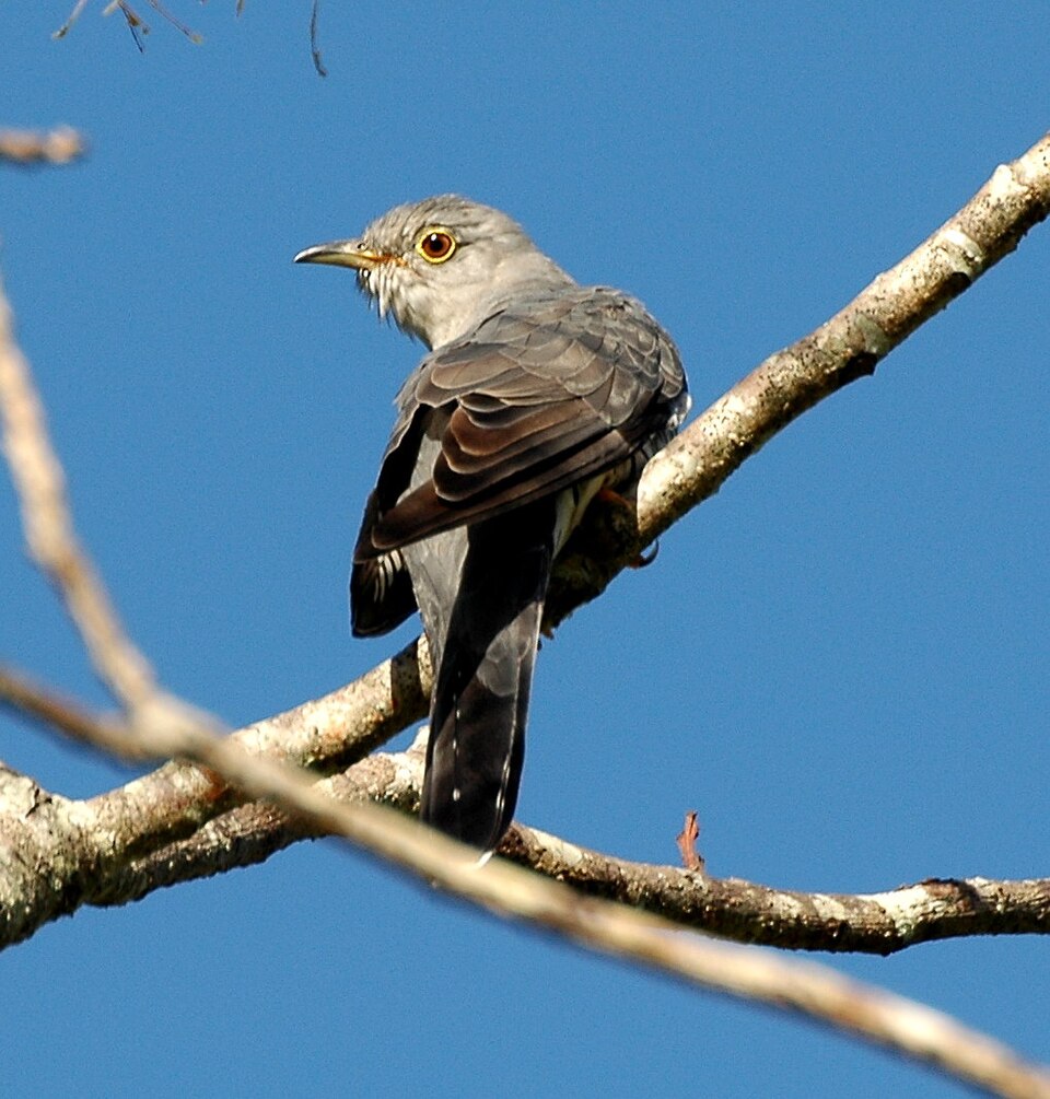 Oriental Cuckoo