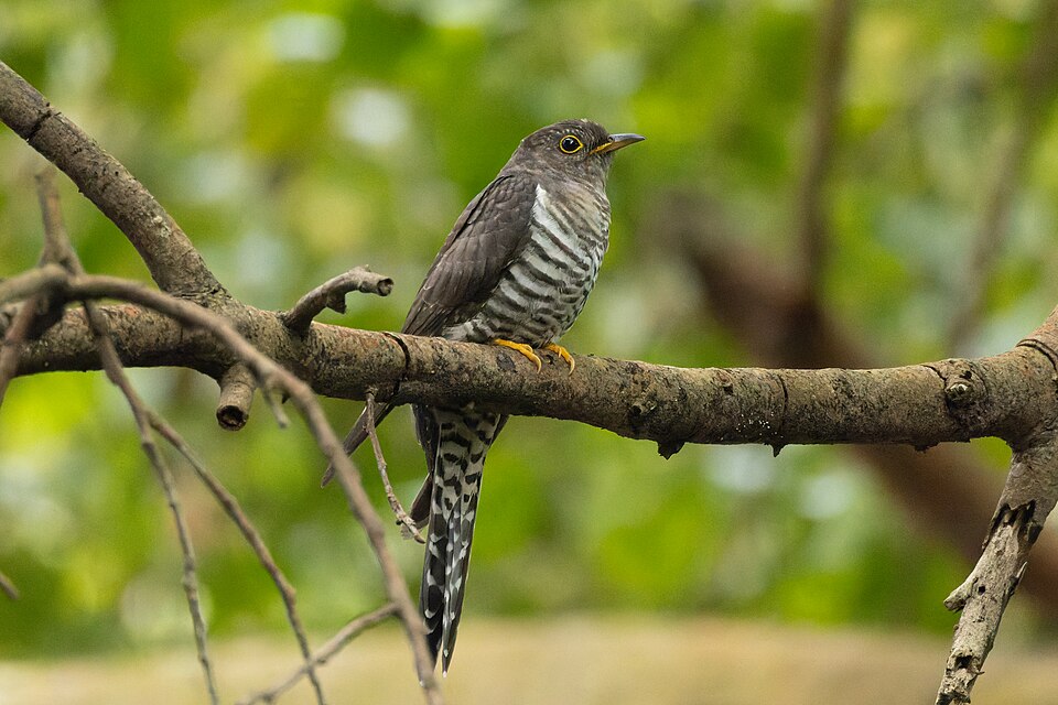 Lesser Cuckoo