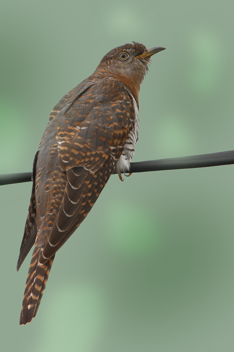 Himalayan Cuckoo