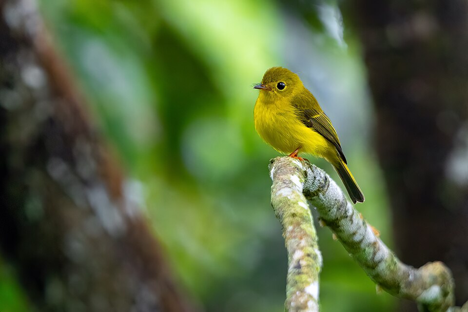 Citrine Canary-flycatcher