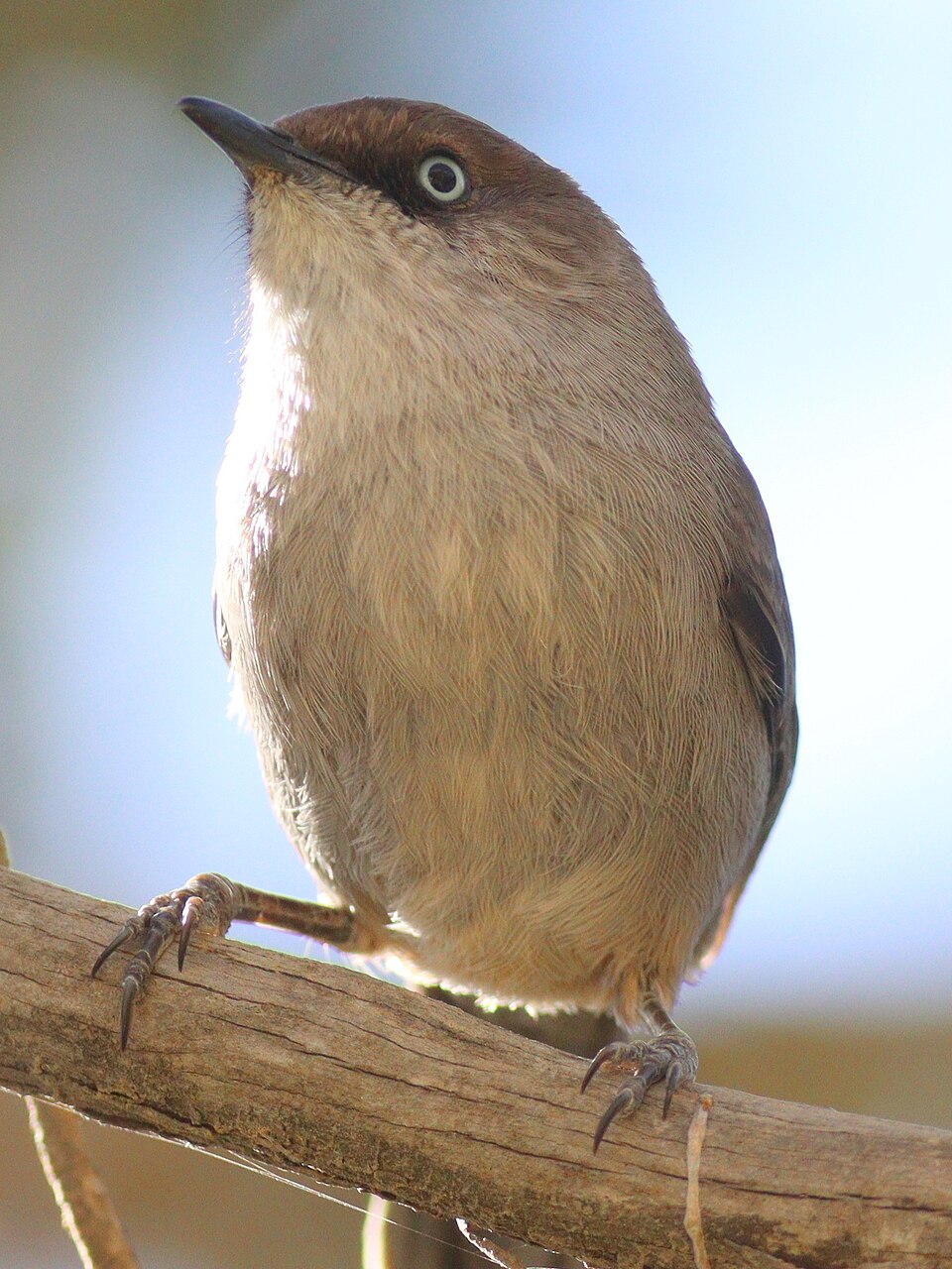 Yemen Warbler