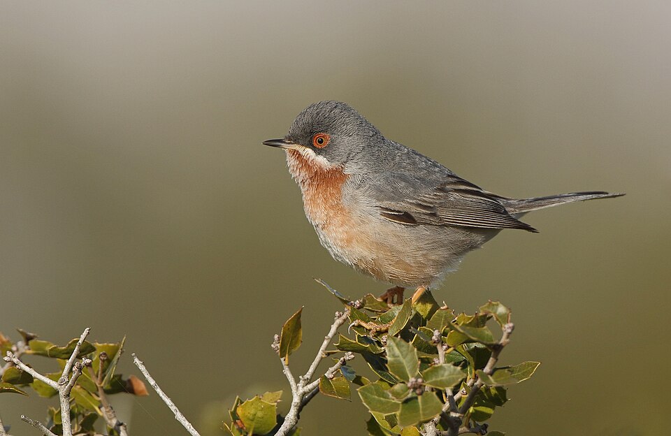 Eastern Subalpine Warbler