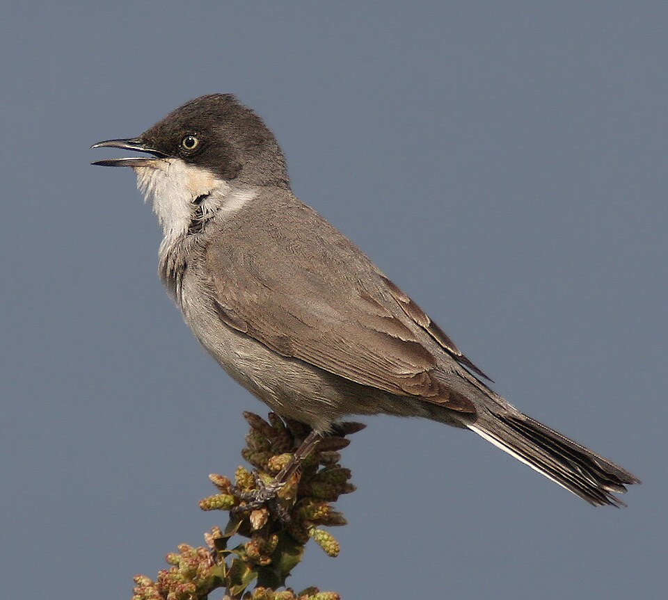 Eastern Orphean Warbler