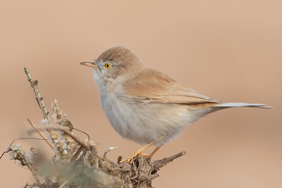 African Desert Warbler