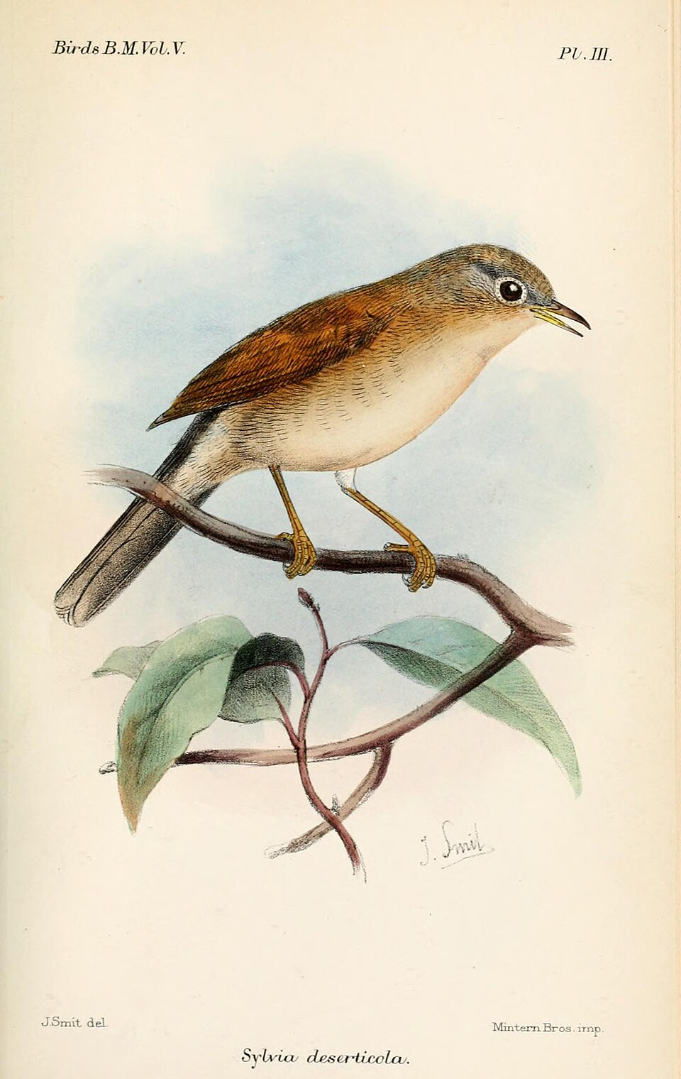 Tristram's Warbler
