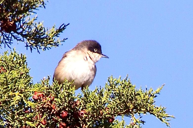 Western Orphean Warbler
