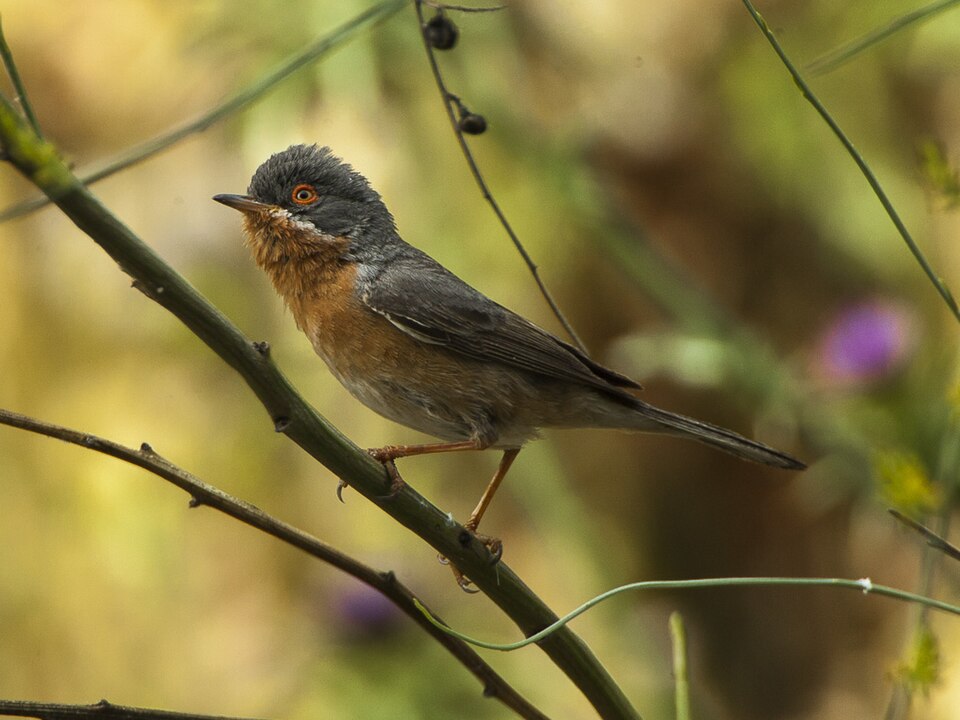 Western Subalpine Warbler