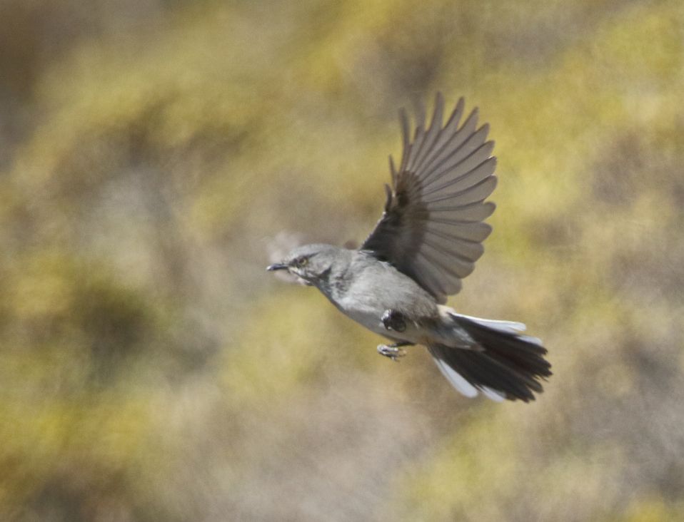 Layard's Warbler