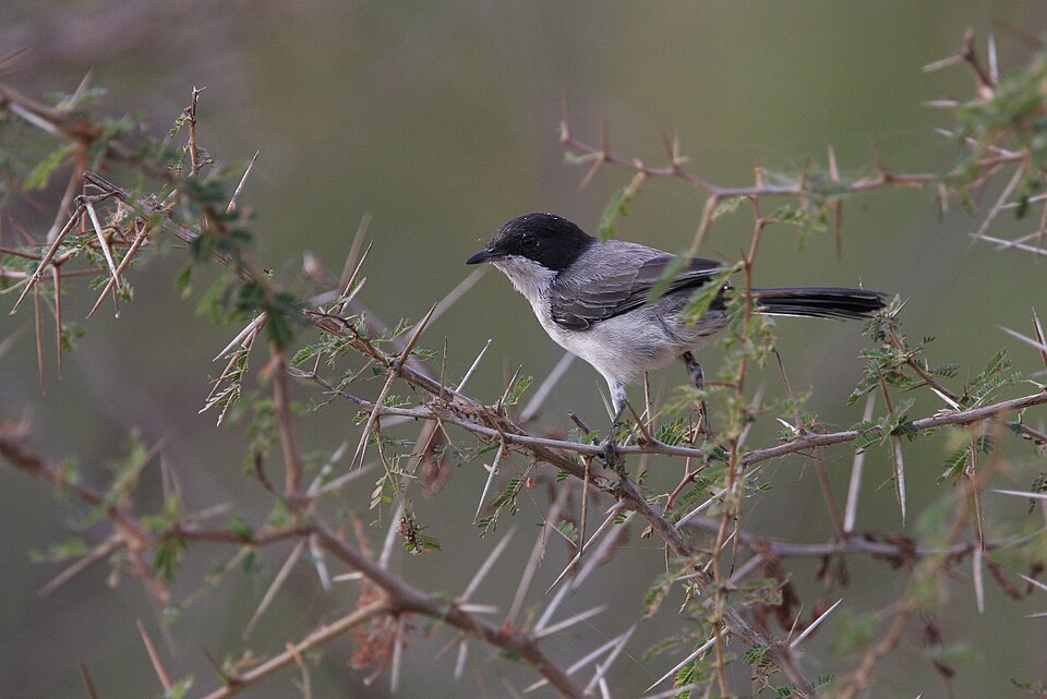 Arabian Warbler