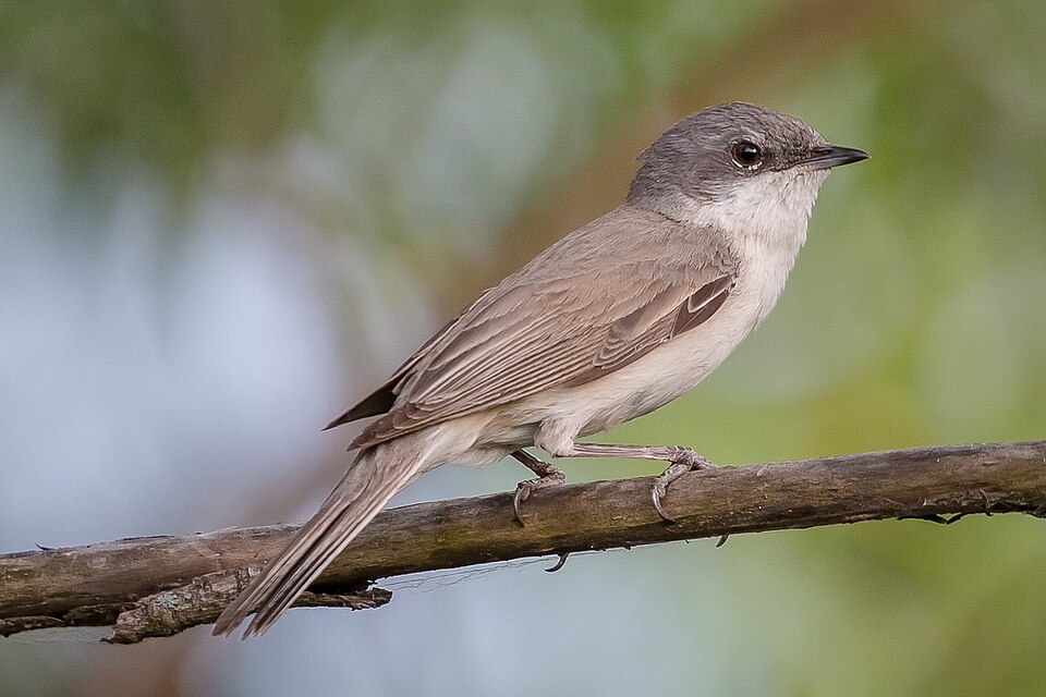 Desert Whitethroat