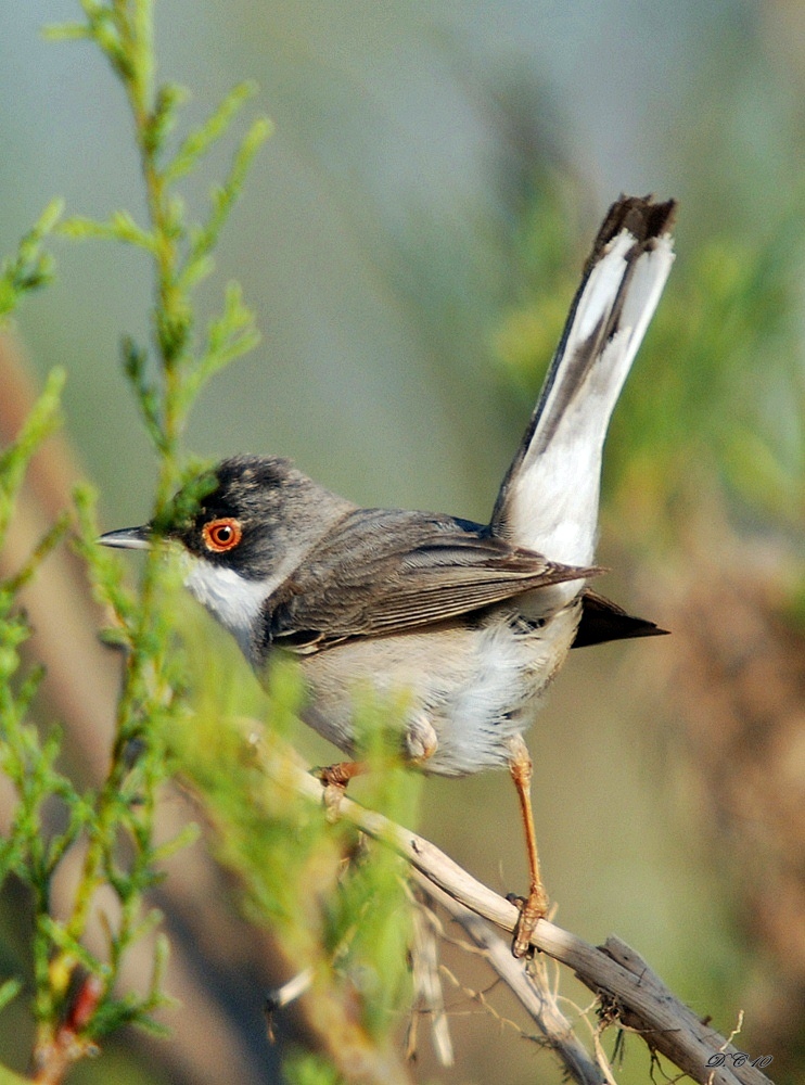 Menetries's Warbler