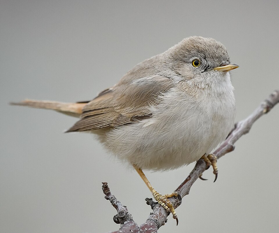 Asian Desert Warbler