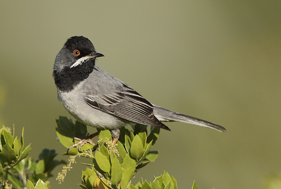 Rüppell's Warbler