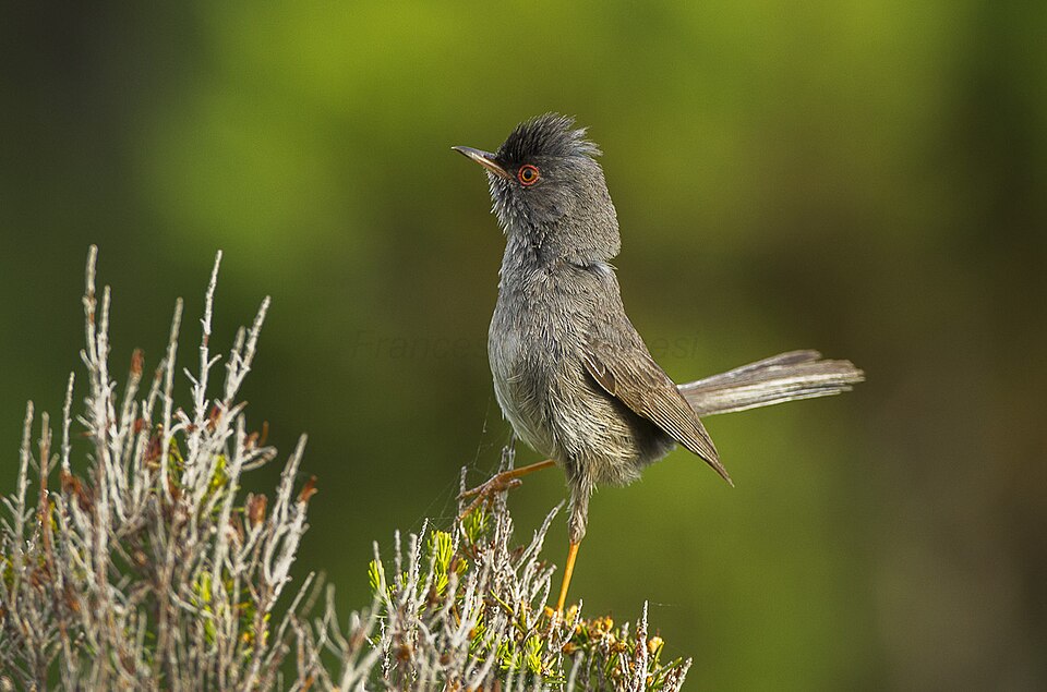 Marmora's Warbler