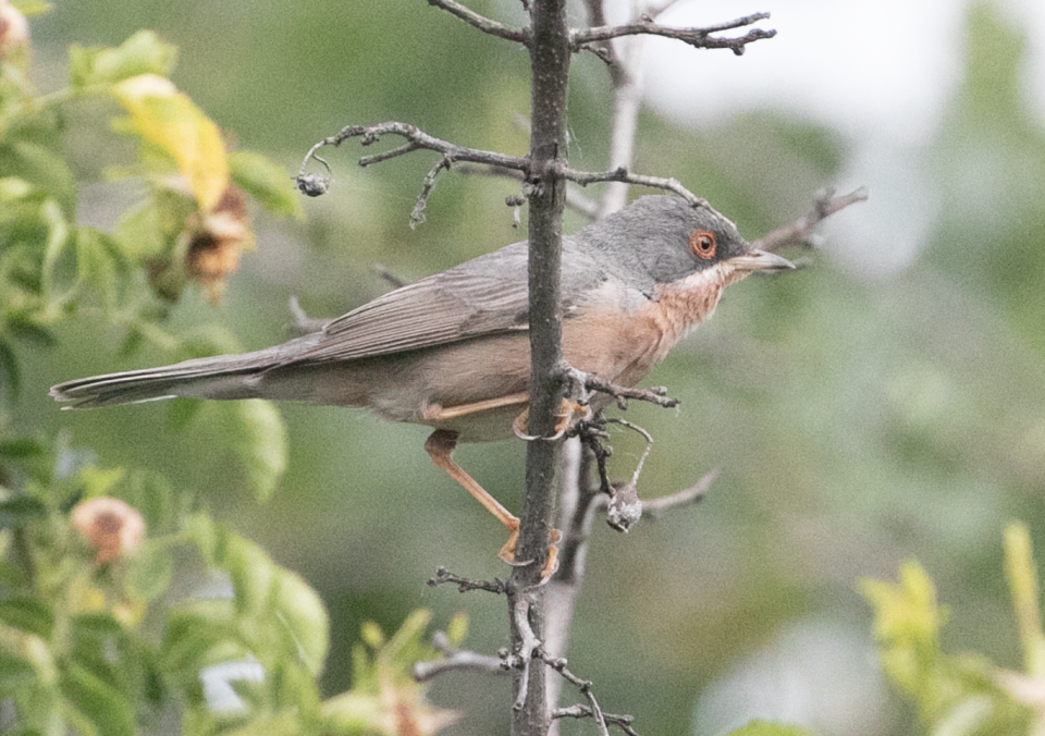 Moltoni's Warbler
