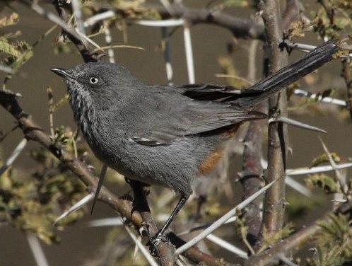 Chestnut-vented Warbler