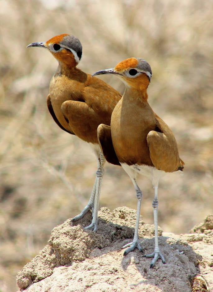 Burchell's Courser
