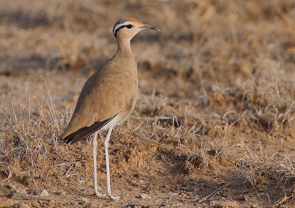 Somali Courser