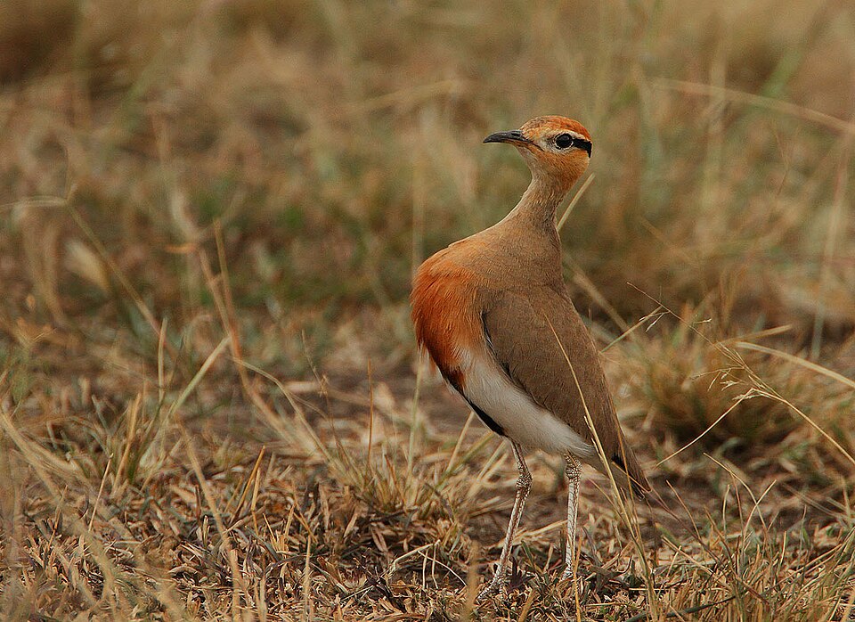 Temminck's Courser