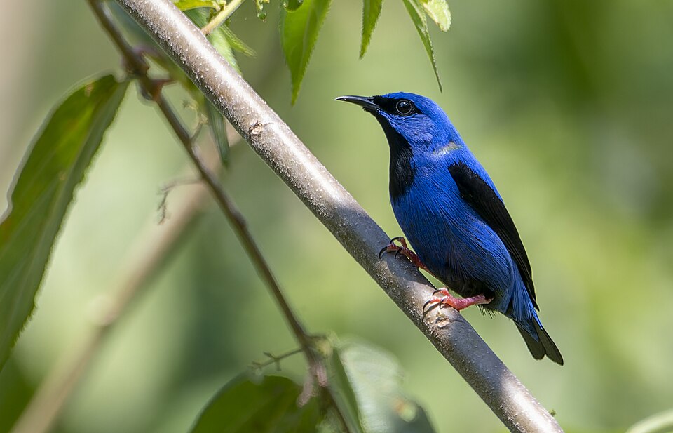 Short-billed Honeycreeper