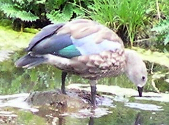Blue-winged Goose
