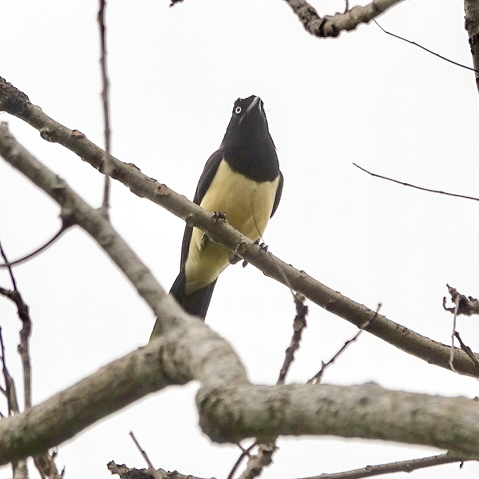 Black-chested Jay