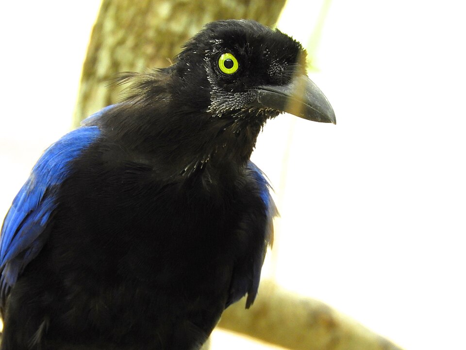 Purplish-backed Jay