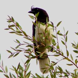Curl-crested Jay