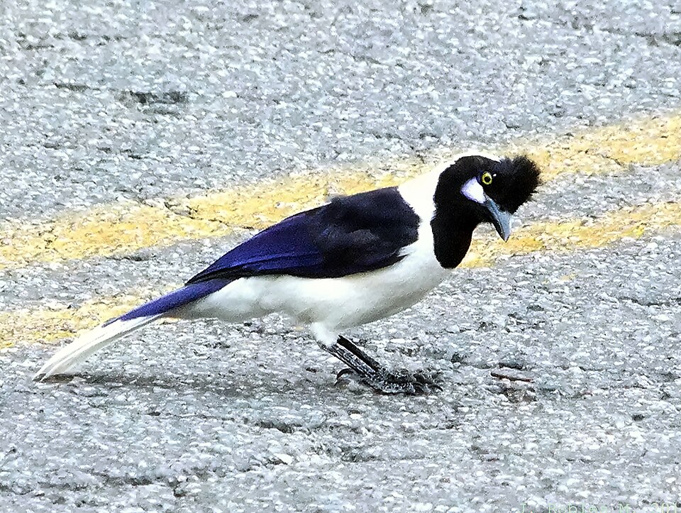 Tufted Jay