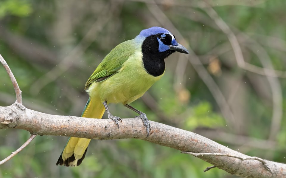Green Jay